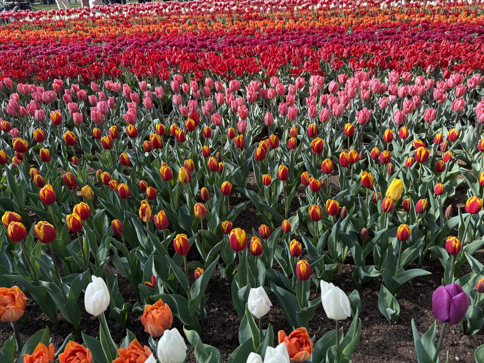 Colorful spring flowers